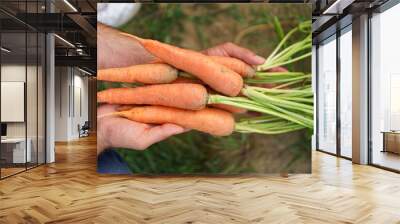 Man, farmer, worker holding in hands homegrown harvest of fresh orange carrots. Private garden, natural economy, hobby and leisure concept Wall mural