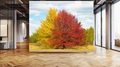 Large spreading yellow and red color bright trees in picturesque autumn valley, against a background of blue sky with sparse clouds. Day's landscape in beautiful nature of Russia Wall mural