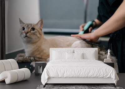 Closeup of unrecognizable pet hairdresser shaving domestic cat hair from hair trimmer at pet salon. Lovely cat getting new haircut in professional grooming salon, getting professional service. Wall mural