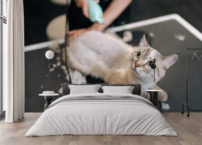 Top view of pet hairdresser shaving domestic cat hair from hair trimmer at pet salon. Lovely cat getting new haircut in professional grooming salon. Master pet hairdresser giving professional service. Wall mural