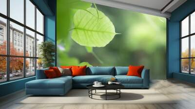 Closeup of nature green leaf and sunlight with greenery blurred background use as decoration ecology environment , fresh wallpaper concept. - Image Wall mural