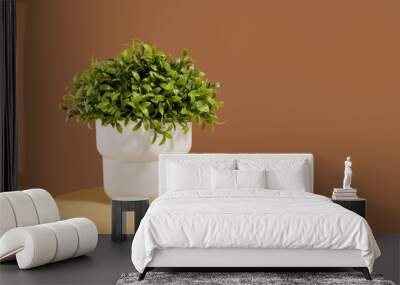 A green plant in a white pot. Interior and decor. Copy space for text. Wall mural