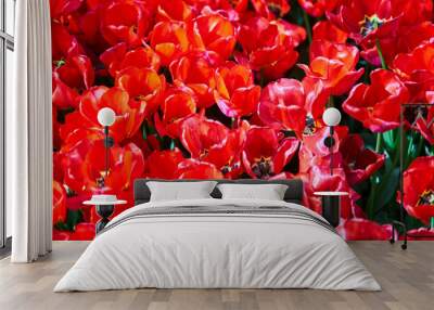 Red beautiful tulips field in spring time with sun rays Wall mural