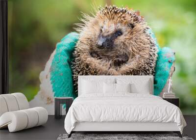 hedgehog in the hands Wall mural