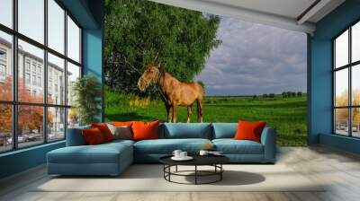 horse in a field Wall mural