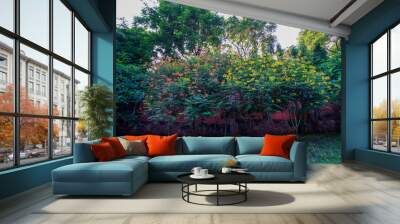 Two large bushes blooming with yellow and orange flowers Wall mural