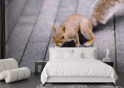 Curious Squirrel Exploring the Urban Concrete Pathway Wall mural