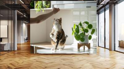 Hand of woman owner playing with fluffy cute cat at home. Training cat trick of standing up on hind paws. Sunlight. Pet lovers. Domestic life concept Wall mural