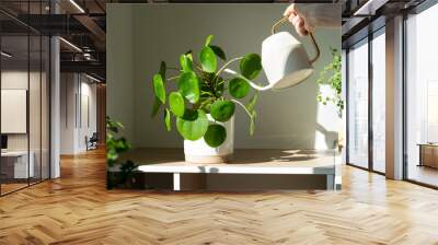 Woman watering potted Pilea peperomioides houseplant on the table at home, using white metal watering can, taking care. Hobby, indoor gardening, plant lovers. Wall mural