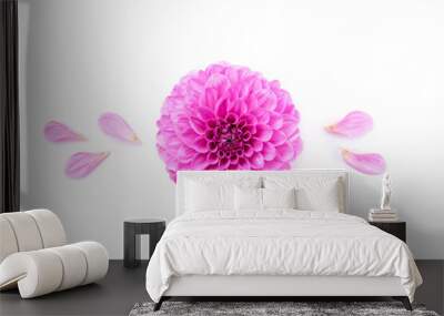 Dahlia flowers with petals isolated Wall mural