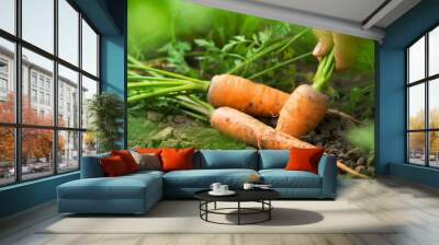 Fresh harvest of carrots on the field in sunny weather Wall mural