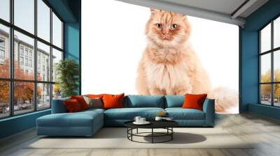 ginger cat Wall mural