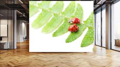 two ladybirds on green leaf Wall mural