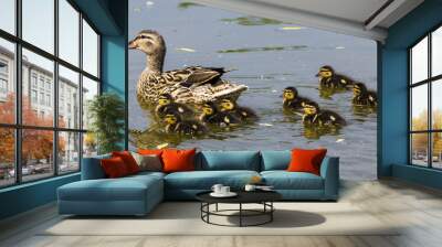 duck family Wall mural