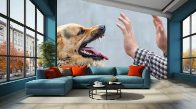 A male German shepherd bites a man by the hand. Wall mural