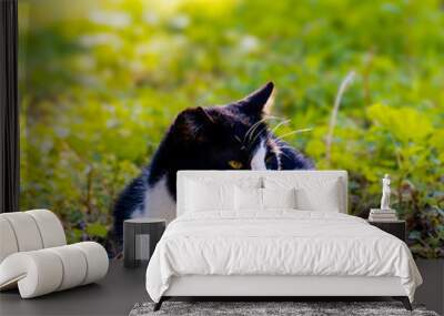 A black and white cute stray cat in a green meadow with scenic sun spots in the background. Wall mural