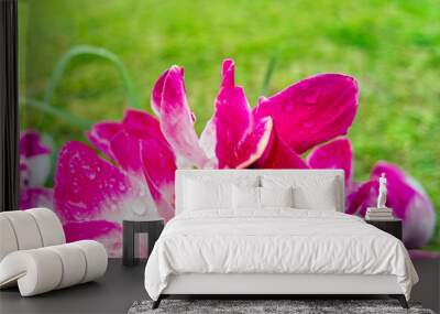 Raindrops on bright pink white cyclamen flowers closeup with green, natural background. Wall mural