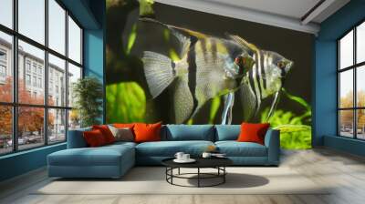 a pair of angelfish, cichlids, aquarium background green plants. Wall mural