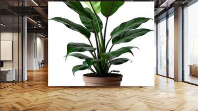 Modern indoor plant isolate on white background Wall mural