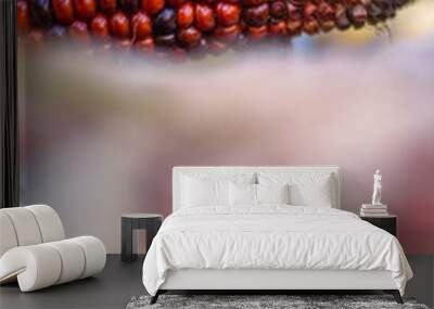 A closeup shot of a vibrant red ear of Indian corn on the cob with natural husks. A detailed view of a red ear of maize against a natural background, Perfect for autumn harvest or seasonal decorations Wall mural