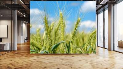 Green and yellow ears of triticale against the blue sky background. Wheat  and rye  hybrid.  Wall mural