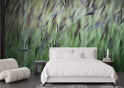 A grassy herbaceous plant Bothriochloa ischaemum in autumn, during the ripening period of the grain on the inflorescence. Background. Wall mural