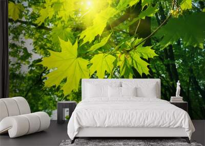 Beautiful spring leaves of maple tree and sunlight Wall mural