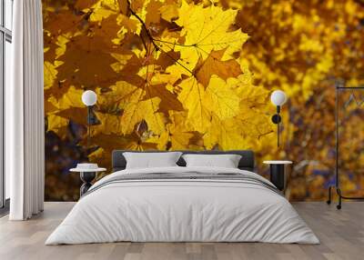 Branch of yellow autumn maple Wall mural