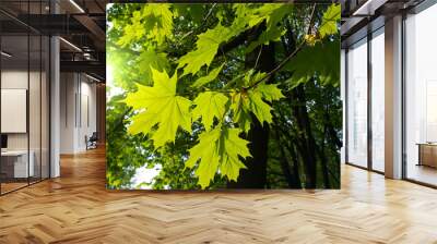 Branches with fresh green leaves of maple tree Wall mural