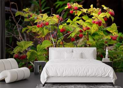 Raspberry bush with bright ripe berries Wall mural