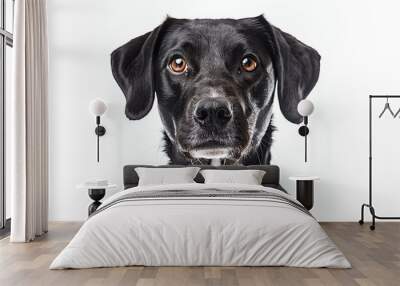 A cute black dog with white spot on his neck looking at the camera with a sad expression on his face. Wall mural