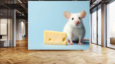 Cute Small white fluffy mouse with a piece of yellow cheese with holes isolated on light pastel blue studio background with copy space for text. Wall mural