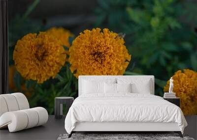 A mixture of soft focus and vintage effect on marigold flower in winter Wall mural