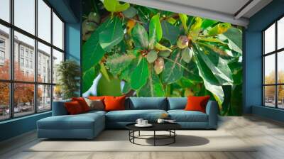 badam tree and raw green fruit , Indian almond, Olive bark tree, Sea almond, Tropical Almond, Umbrella Tree (Terminalia Catappa) with green leaves on tree in the tropical garden,Group of raw seeds of  Wall mural