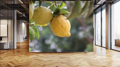 fresh yellow lime hanging on tree in farm with selective focus technique Wall mural