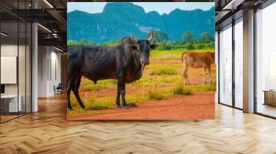 Cow in a field, Phatthalung Wall mural