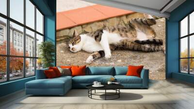 A Beautiful Domestic brown and white Striped cat outside sunbathing in strange, weird, funny positions. Wall mural