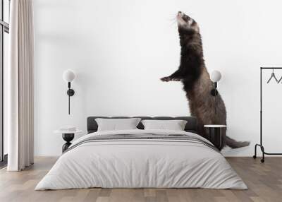 Animal. Old ferret on white background Wall mural