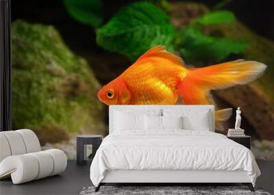 Goldfish in aquarium with green plants, and stones Wall mural