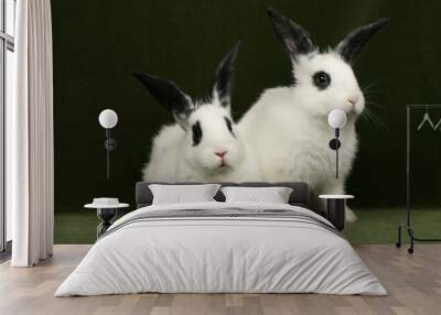 close up portrait of twin cute rabbits Wall mural