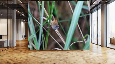 Jerdon's babbler (Chrysomma altirostre) at Jia grassland, Roing, Arunachal Pradesh, India Wall mural