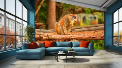 Macaque eating banana Wall mural