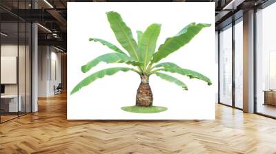 Banana tree isolated on white background Wall mural