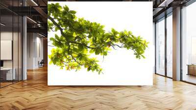 Green leaves with branch isolated on white background Wall mural