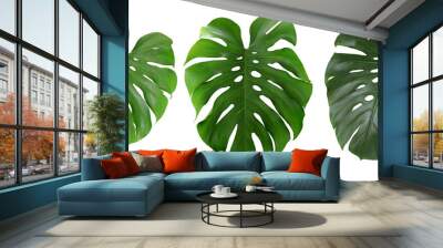 Green monstera leaf set isolated on white background. Wall mural