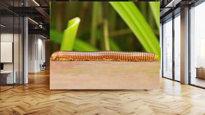 Millipede crawling on wooden with green plant background Wall mural