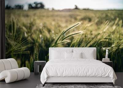 field of barley Wall mural