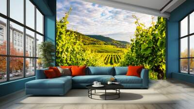 vineyard in germany, palatinate Wall mural