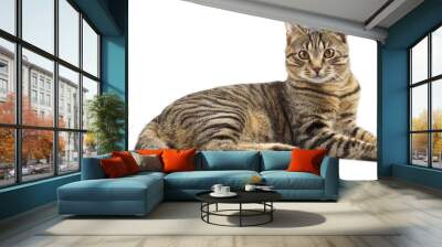 Striped purebred cat Wall mural