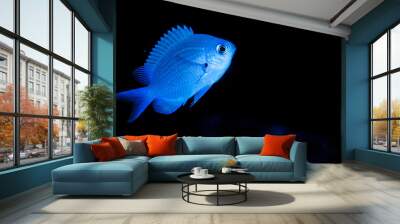 chromis Wall mural